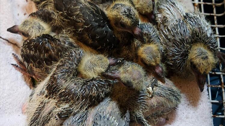 Das Tierheim N&uuml;rnberg peppelt die 31 Taubenk&uuml;ken auf, die &uuml;berlebt haben. Foto: Tierheim N&uuml;rnberg/dpa