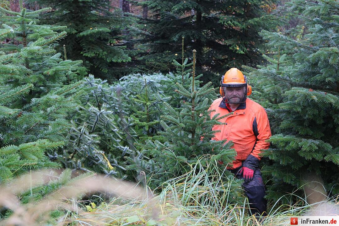 Christbaum für die Queen: Jetzt kann die Reise beginnen