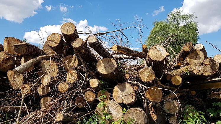 Die abgeholzten Bäume am Ufer erklären das Verschwinden der Vögel.