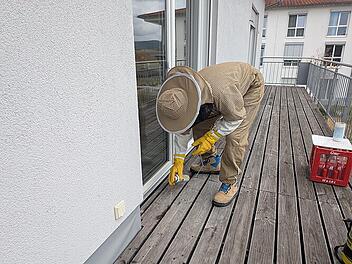 Ein Bamberger geht den Wespen in ganz Franken an den Kragen