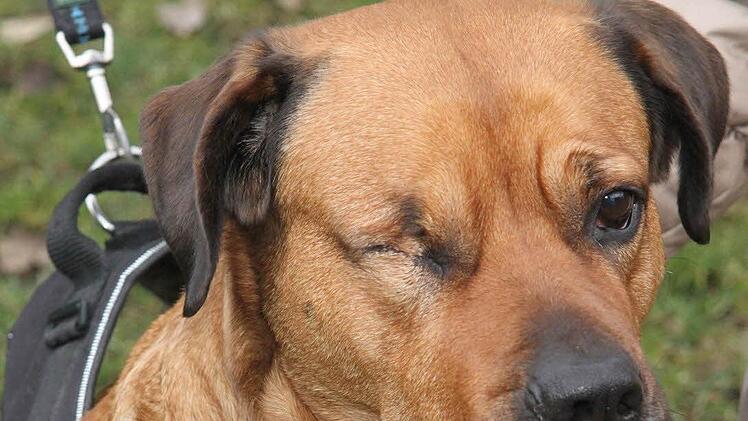 Jeanny wurde im Stadtsteinacher Stadtwäldchen von einer Dogge angegriffen. Der Hund hat ein Auge verloren.