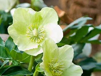 Blühende Christrosen