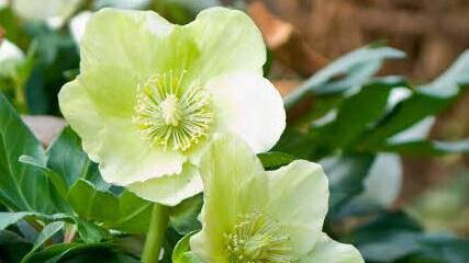 Blühende Christrosen