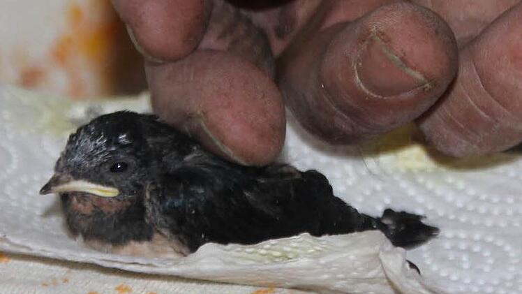 Streicheleinheiten vor dem Abflug. Diese kleine Schwalbe wird seit über einer Woche in der Küche des Bauernhofes groß gezogen. Foto: Ralf Kestel