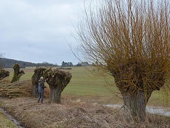 LPV-Geschäftsführer untersucht eine alte Kopfweide, die im Auftrag des Verbands geschnitten wurde. Im Vordergrund steht eine Weide, die im vergangenen Jahr gepflegt wurde. Rainer Lutz