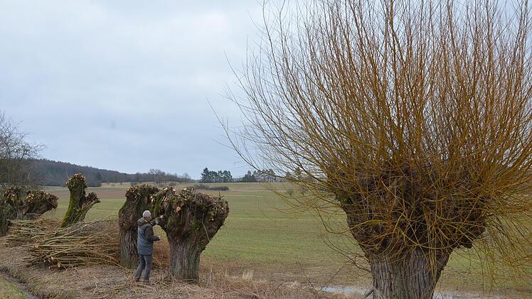 LPV-Geschäftsführer untersucht eine alte Kopfweide, die im Auftrag des Verbands geschnitten wurde. Im Vordergrund steht eine Weide, die im vergangenen Jahr gepflegt wurde. Rainer Lutz