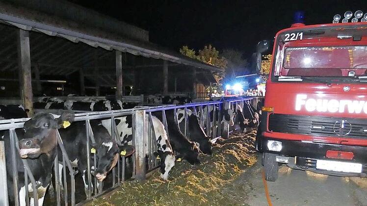 Der offene Kuhstall wurde nach dem Vorfall ausgiebig belüftet. Die Tiere kamen bei dem Brand unbeschadet davon.  Fotos: Christian Licha