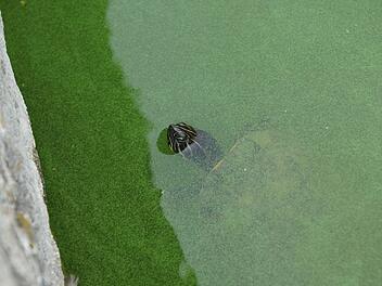 Wer taucht denn da auf? Foto: Arkadius Guzy