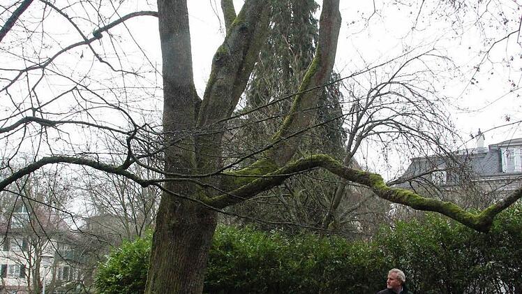An diesem Spitzahorn an der Ecke Allee/Untere Klinge haben die Experten Fäule im Stammfuß festgestellt.