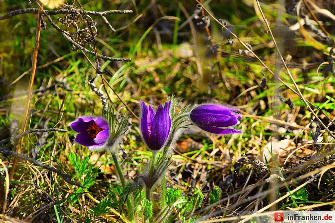 Leserbilder: Sommerliches Franken im März