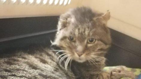 Unser Bild zeigt die Schlagfalle, ein  Ei-Abzugeisen,   an der hinteren Pfote der tapferen Katze. Fotos: Luci Schröder