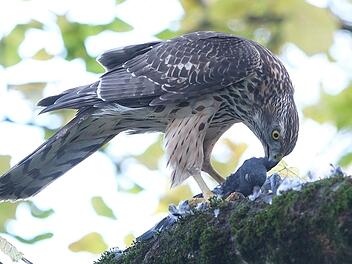 "Tatort Natur" - Naturschutzverbände warnen vor "tödlicher Gefahr" für Greifvögel