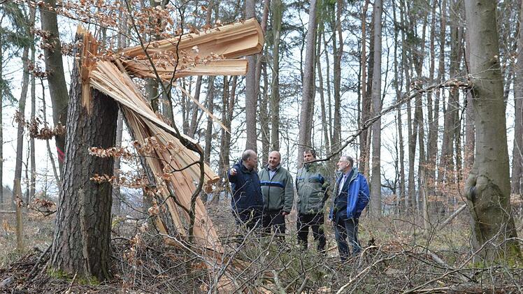 Ein Rotmilan-Horst kam im Stralsbacher Wald zu Schaden. Michael Geier, Verwaltungschef des bayerischen Teils des Biosph&auml;renreservats (von links), Bernhard Z&uuml;rner vom Forstamt, Revierleiter Joachim Dahmer und Burkardroths B&uuml;rgermeister Waldemar Bug erkl&auml;rten in der Waldabteilung die Hintergr&uuml;nde.  Foto: Michael N&ouml;th