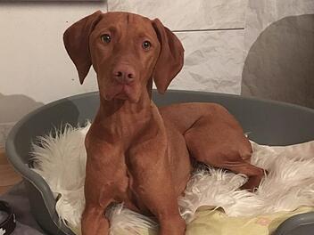 Nancys Hündin Mimi wurde nur anderthalb Jahre alt. Sie starb an Rattengift und verblutete innerlich. Foto: Nancy Feuchtinger