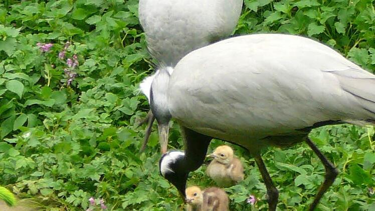 Foto: Alfons Trautner