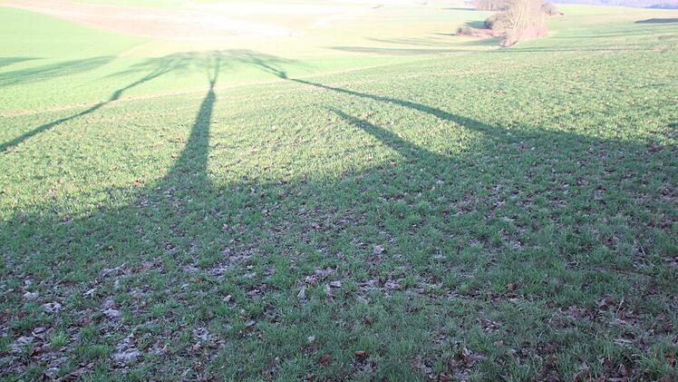 Die Bäume warfen lange Schatten am zweiten Weihnachtstag. Foto: Matthias Einwag