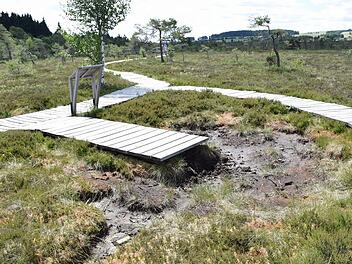 Das Schwarze Moor in der Rhön leidet unter dem Klimawandel. Zum Schutz des Moores empfiehlt ein Gutachten nun, den Wasserhaushalt der einzigartigen Naturlandschaft zu verbessern. Foto: Alana Steinbauer