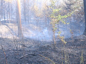 Waldbrand ruft Feuerwehr auf den Plan: Rund 20 Hektar stehen in Flammen