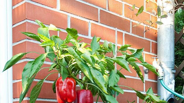 Paprika eignen sich gut für den Anbau in Töpfen Foto: dpa