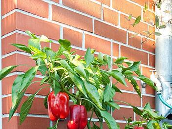 Paprika eignen sich gut für den Anbau in Töpfen Foto: dpa