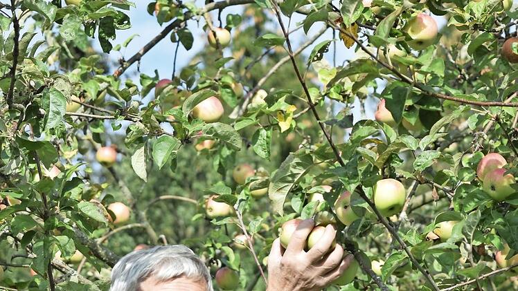 Auch Franz Mages bereitete die Apfelernte viel Freude, wie unser Bild vermittelt; die Obstbäume wurden einstmals im Rahmen der Flurbereinigung gepflanzt. Foto: Dieter Radziej