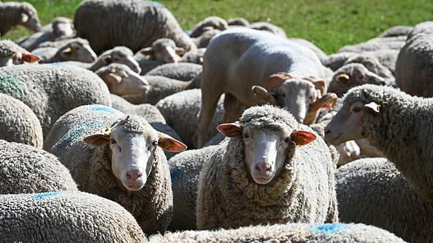 Schafe auf Abwegen im Kreis Lichtenfels