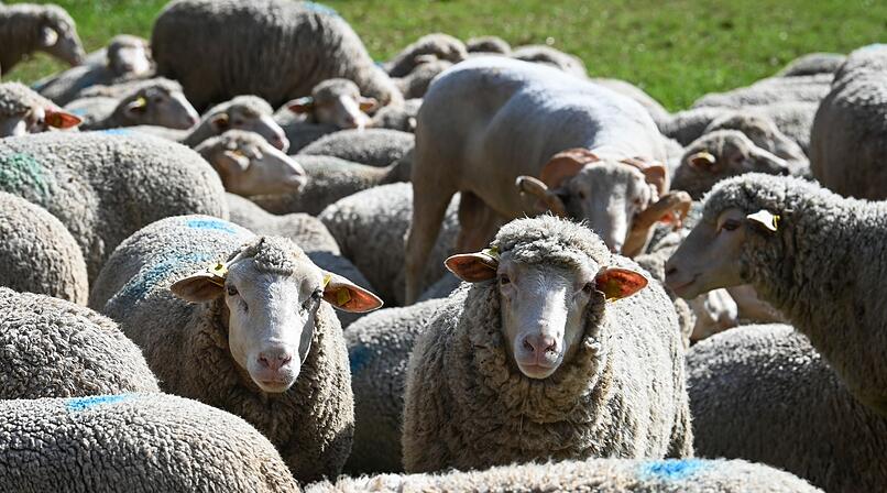 Schafe auf Abwegen im Kreis Lichtenfels