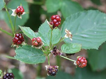 Symbolbild von Brombeeren (Foto: Archiv)