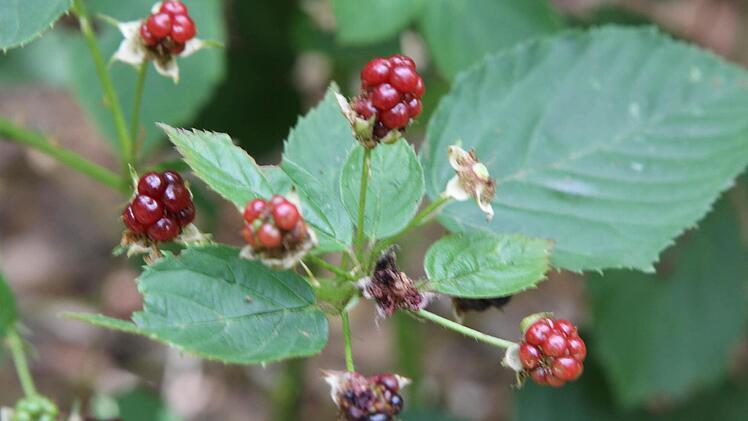 Symbolbild von Brombeeren (Foto: Archiv)