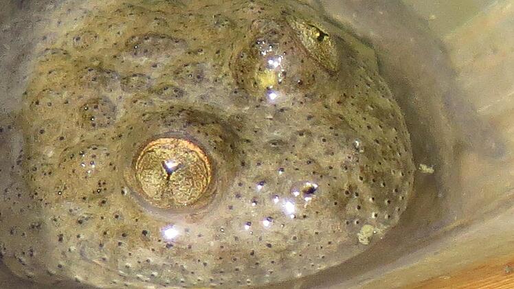 Der "Star"der Muggenbacher Tongruben: die Gelbbauchunke. Foto: Stephan Neumann