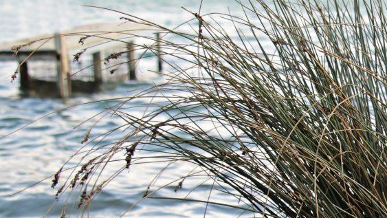 In Zwickau fand die Polizei am Dienstag (30. Janaur 2018) die Leiche einer 17-J&auml;hrigen in einem Teich. Symbolbild: pixabay.com/pixel2013