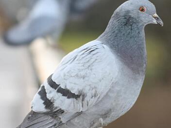 Sollte man Tauben in Ruhe lassen? Diese Auffassung vertritt die Tierschutzorganisation  Peta, die Wettflüge  verbieten will.FT