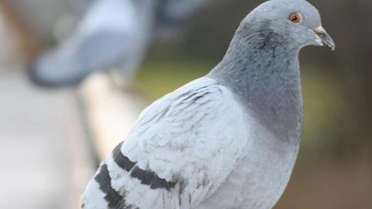 Sollte man Tauben in Ruhe lassen? Diese Auffassung vertritt die Tierschutzorganisation  Peta, die Wettflüge  verbieten will.FT