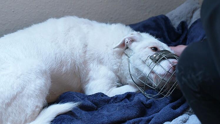 Der Mischling wurde in Spanien als Hofhund gehalten, durfte nur zur Jagd raus.