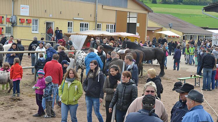 37 Pferde und Ponys wurden zum Verkauf angeboten.