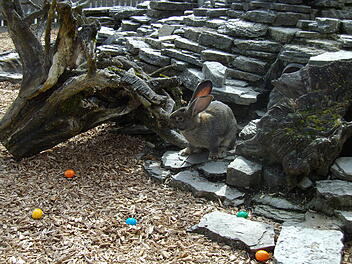 Bad Kissingen: Schöne Tradition - Osterhase versteckt Eier im Wildpark Klaushof Bad Kissingen: Schöne Tradition - Osterhase versteckt Eier im Wildpark Klaushof