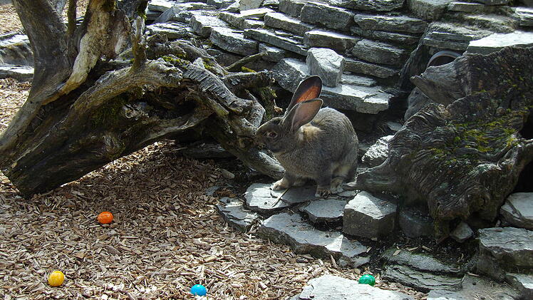 Bad Kissingen: Sch&ouml;ne Tradition - Osterhase versteckt Eier im Wildpark Klaushof