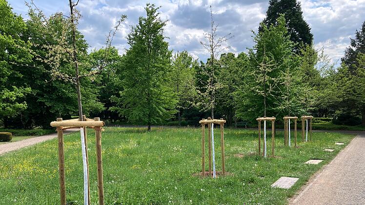 Weißanstrich an Bäumen in Bad Kissingen