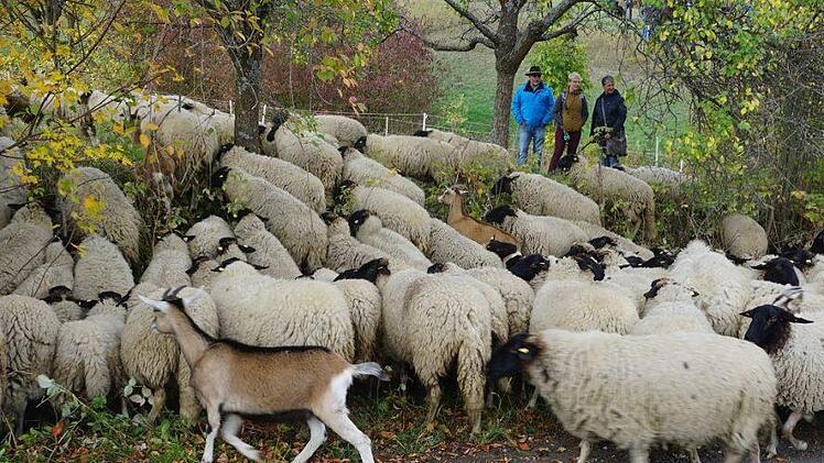 Weideabtrieb in Ginolfs. Foto: Marion Eckert