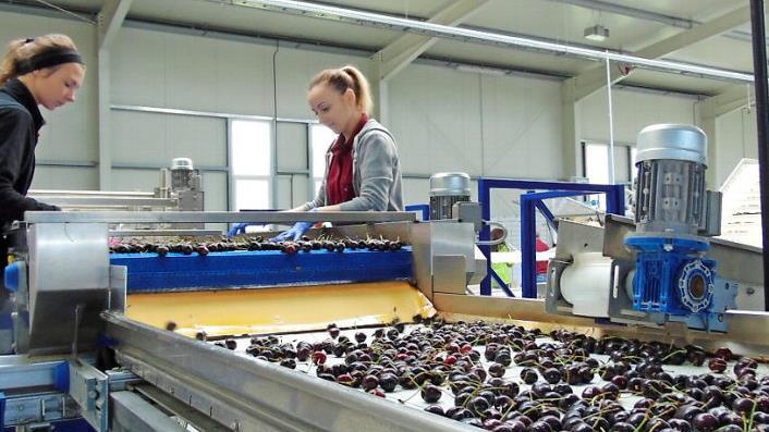 Die Kirschen auf dem Band der Sortieranlage