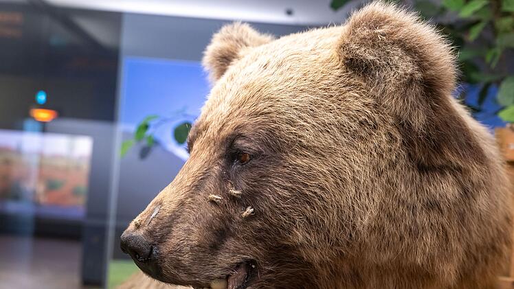 Braunb&auml;r Bruno