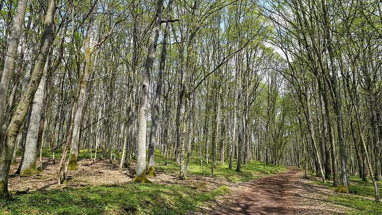 Unterwegs zum Straufhain ... Foto: Ronald Rinklef