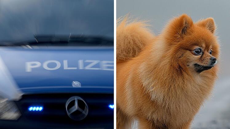Ausgesetzter Hund stirbt auf A9 bei Thalm&auml;ssing - Autobahn durch Polizei voll gesperrt