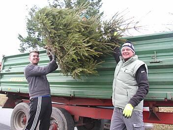 Der FC Gehülz sammelte mit einem großen Schlepper die Christbäume. Oliver Schubarth und Jens Arnold warfen sie zu Fabian Bittruf hoch auf den Anhänger.  Fotos: Sonja Adam