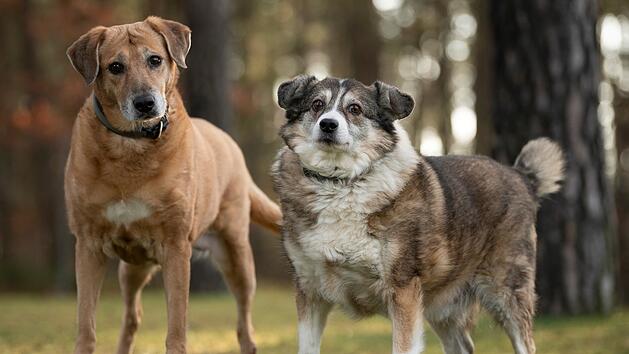 Nach Todesfall: Hunde-Paar landet im Tierheim N&uuml;rnberg