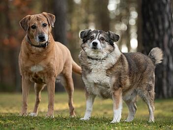 Tierheim N&uuml;rnberg nimmt Hunde-Duo auf - Frauchen verstorben