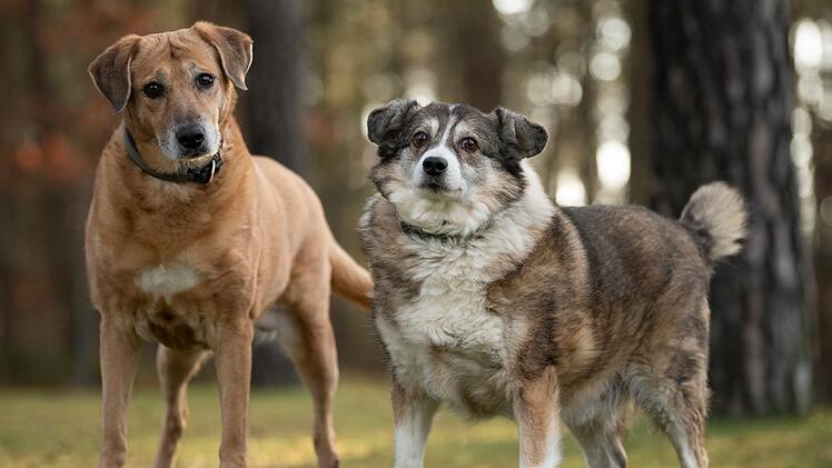 Tierheim N&uuml;rnberg startet nach Todesfall &ouml;ffentlichen Aufruf