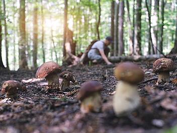 pilzesammeln.jpg