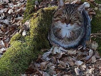 Das Original ist scheu und für den gewöhnlichen Spaziergänger kaum zu erspähen und doch kommt man der Wildkatze auf dem Lehrpfad bei Reutersbrunn erstaunlich nahe.  Fotos Helmut Will