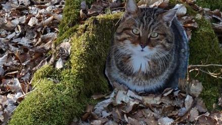 Das Original ist scheu und für den gewöhnlichen Spaziergänger kaum zu erspähen und doch kommt man der Wildkatze auf dem Lehrpfad bei Reutersbrunn erstaunlich nahe.  Fotos Helmut Will